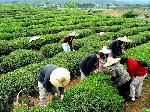 张家界旅游攻略自由行三天 - 湘西名茶《古丈毛尖》