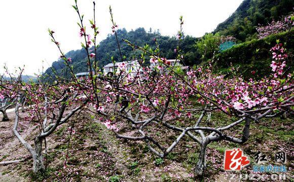 张家界旅游官网-新闻动态-张家界：世外桃源--... 