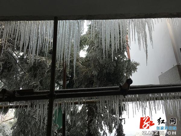 湖南张家界旅游景点 - 武陵源：三月雪里花怒放