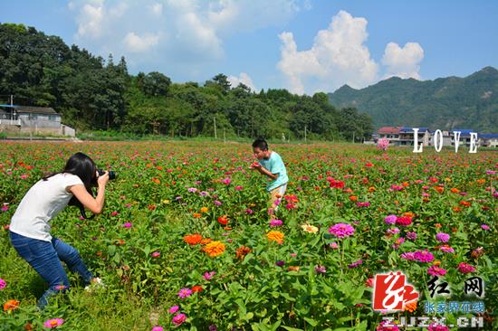 永定区：爱情主题式花海“醉”游人