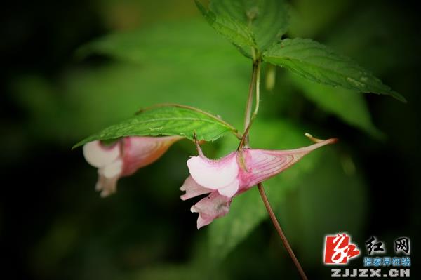 张家界金鞭溪万株龙虾花盛开迎游人