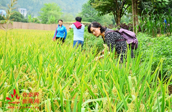 省农科院现场考评黄龙洞“旅游+优质水稻”示范基地