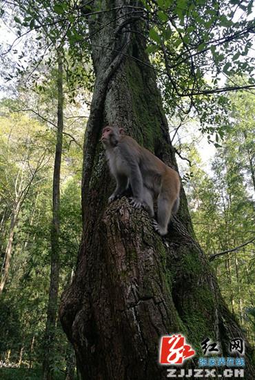 张家界核心景区武陵源“猴景”引得游人驻足