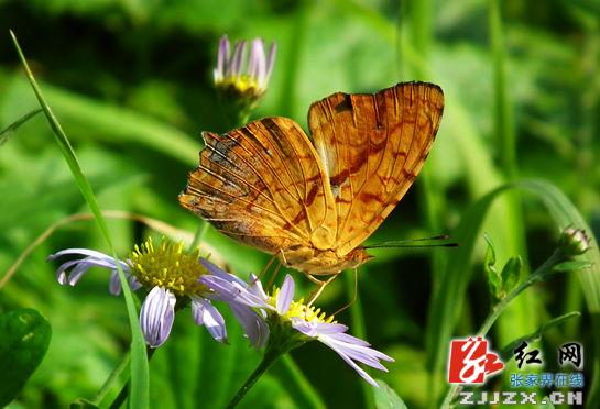 中秋佳节 黄龙洞景区蝴蝶纷飞的花蹊小径醉游人