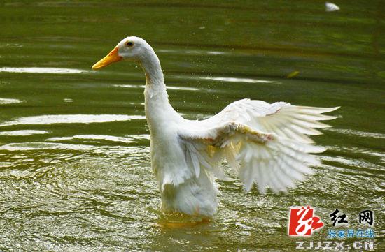 武陵源黄龙洞生态广场：优美的水系景观为景区添彩