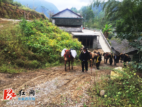 张家界旅游攻略三日游 - 重走茶马古道 感受千年茶文化