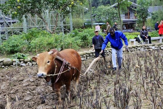 张家界旅游攻略自由行三天 - 非洲朋友钟情黄龙洞生态广场农耕文化