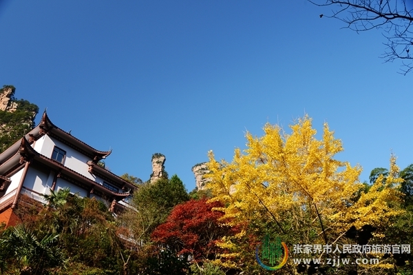 张家界旅游攻略三日游 - 张家界武陵源初冬现梦幻秋景 陶醉了众多海内外游客