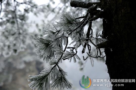 张家界旅游攻略 - 冰雪雾凇闹新年 武陵源全面应对保游览安全