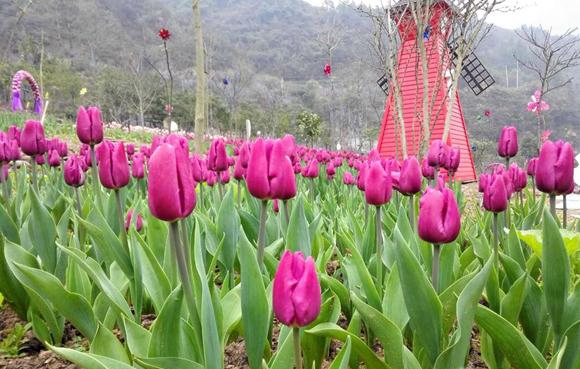 张家界老道湾度假景区踏春赏花游市场火爆