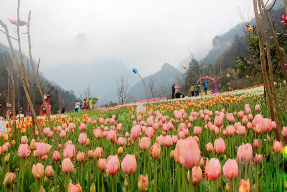 张家界旅游要多少钱 - 感受三月烟雨张家界 游客喜赏老道湾景区美丽郁金香