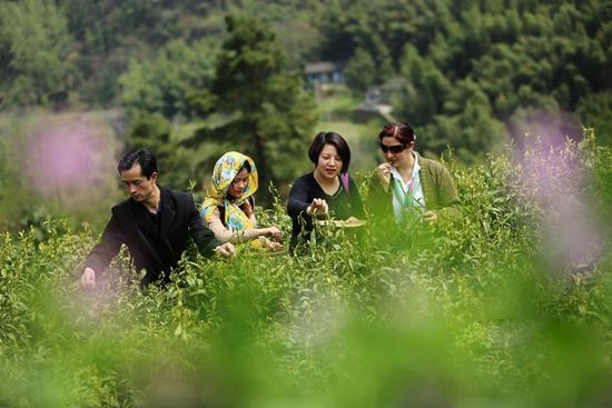 张家界旅游攻略自由行三天 - 武陵源：高山茶香引客来