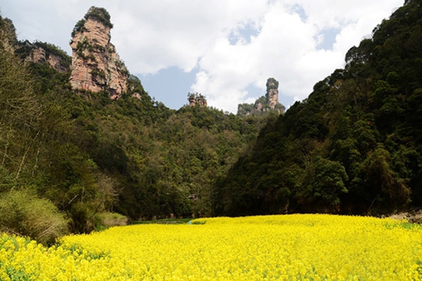 张家界旅游攻略 - 张家界武陵源景区现“黄金地” 田园风光恍若仙境