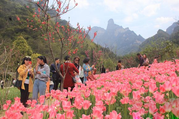 张家界旅游攻略 - 清明赏花主题游火爆 张家界老道湾度假景区郁金香花展受追捧