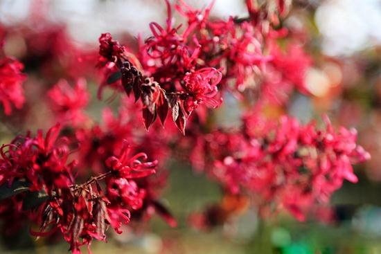 张家界四日游 - 黄龙洞景区清明时节客流如潮