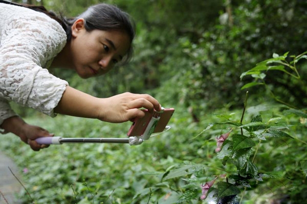 张家界武陵源：龙虾花争艳开放（图）