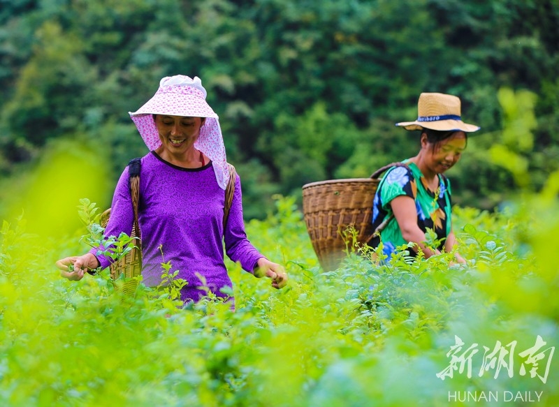 张家界旅游路线 - “长寿藤茶”秋茶开采