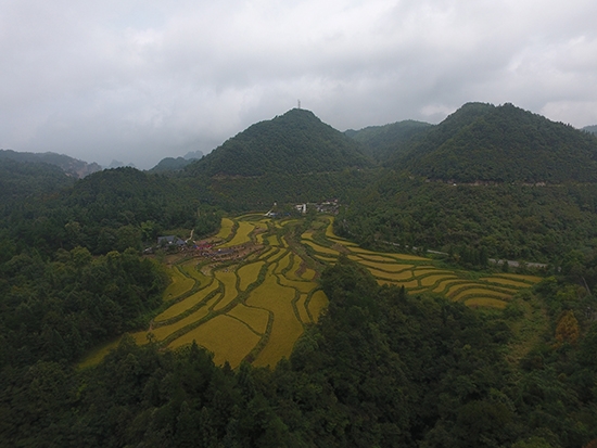 张家界旅游攻略自由行三天 - 张家界市武陵源区举行首届空中田园收割节