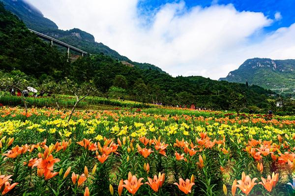 去张家界旅游 - “花开百合旗袍秀起”老道湾景区秋季百合花展开启