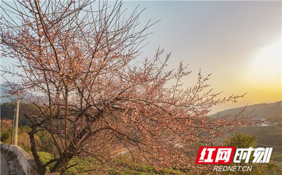 张家界旅游攻略自由行三天 - 慈利县4A景区五雷山、古迹梅花殿等地各色梅花相继盛开