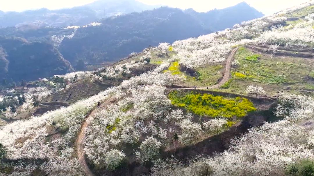 永定区“最美春景”：教字垭镇3000亩奈李花海白如雪