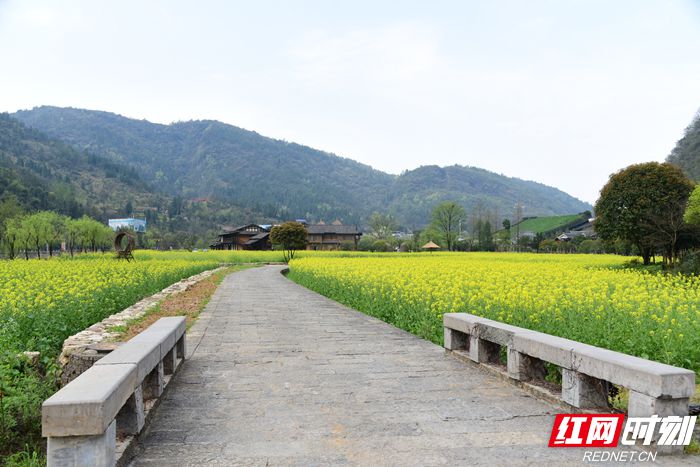 张家界旅游路线 - 阳春三月百花开，张家界黄龙洞生态广场春意浓