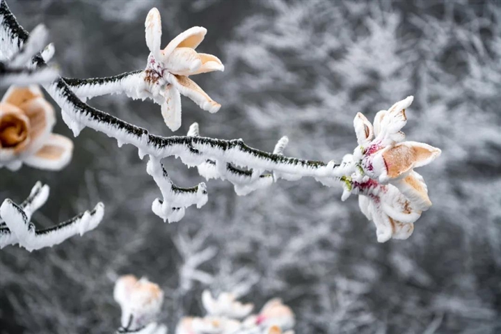 湖南张家界旅游景点 - 仙！天门山阳春三月冰花开