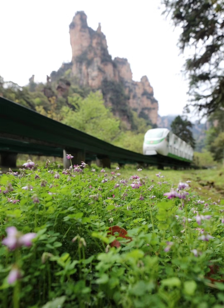 湖南张家界旅游景点 - 张家界武陵源自然景区全面恢复开放 踏青赏春正当时