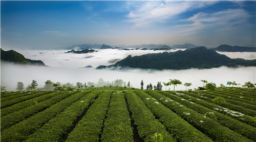 湖南张家界旅游景点 - 桑植白茶 展帆起航