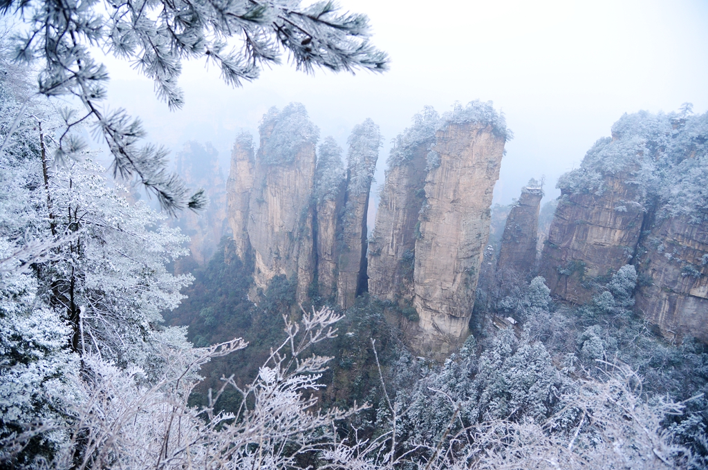 张家界旅游旺季 - 山上冰花怒放山下腊梅迎春 张家界黄石寨两重美景醉人