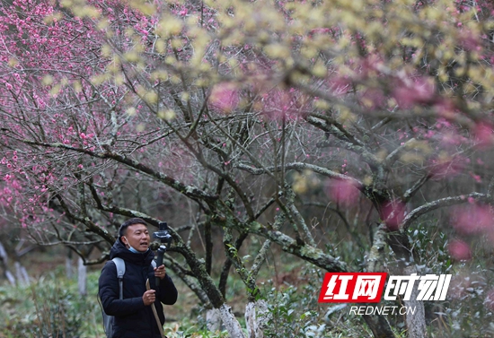 张家界：疫情防控毫不放松 红色旅游持续发力