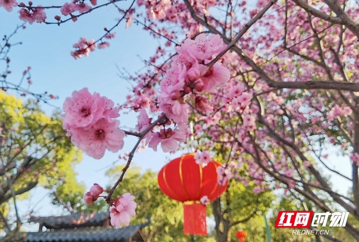 张家界旅游报价 - 太美了！张家界春暖花开 吸引市民纷纷赏花＂打卡＂