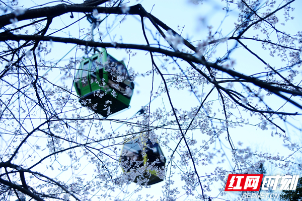 张家界旅游攻略自由行三天 - 花在景中游！武陵源山花烂漫迎客来