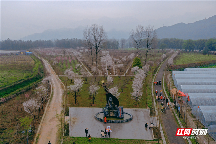 张家界旅游攻略 - 慈利首届樱花节开幕，快去打卡！