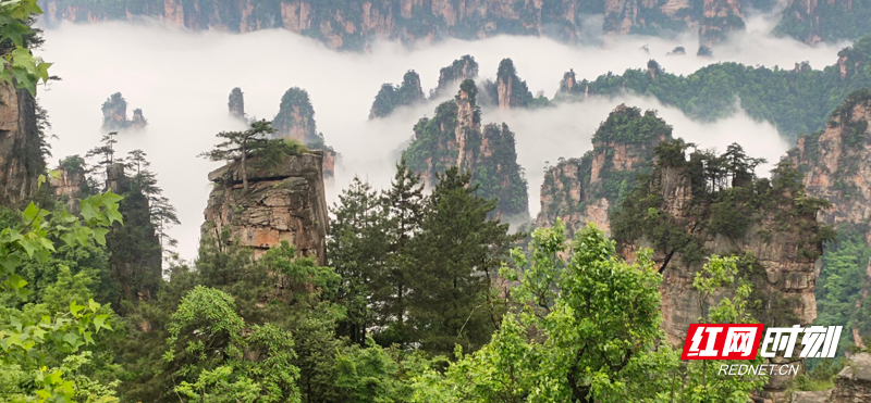 张家界旅游 - 张家界天子山连日现云海仙境